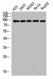 DDIAS Antibody