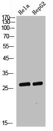 NGF Antibody
