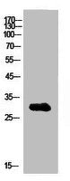 IGFBP1 Antibody