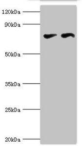 CTCF Antibody