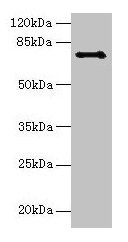 Ctcfl Antibody