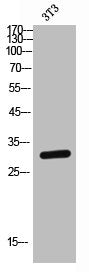 FCAR Antibody