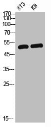 GABRA1 Antibody