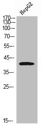 IL3RA Antibody