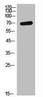 GHR Antibody