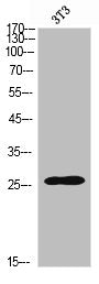 SOD2 Antibody