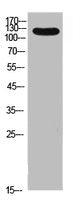 ITGAL Antibody