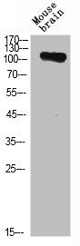 ANPEP Antibody