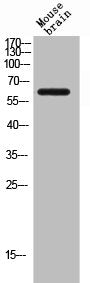CD19 Antibody