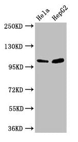 CTNNA1 Antibody