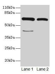 CTPS1 Antibody