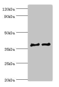 CTSV Antibody