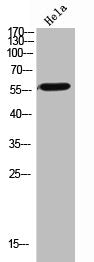 ENTPD1 Antibody