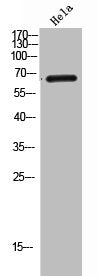GP5 Antibody