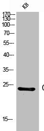 CD53 Antibody