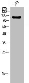 ITGB3 Antibody