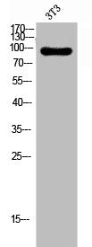 SELP Antibody