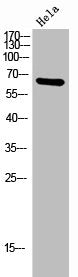 LILRB2 Antibody