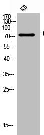 CD93 Antibody