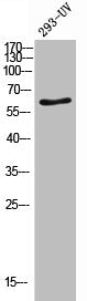 CD96 Antibody