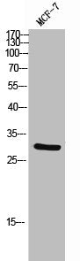 ICAM2 Antibody