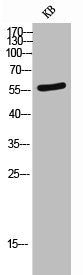 PVRL1 Antibody
