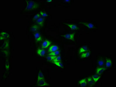 CXCR4 Antibody