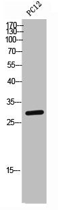TNFRSF4 Antibody