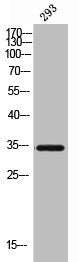 SDC1 Antibody