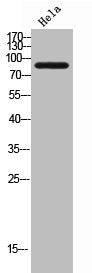 CDH5 Antibody