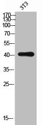 CXCR5 Antibody