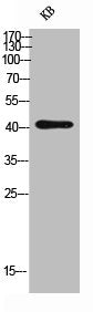 CD244 Antibody