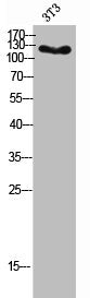 MUC1 Antibody