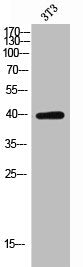 KIR2DL1 Antibody