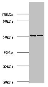 AP2M1 Antibody