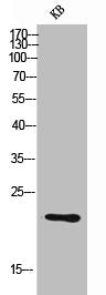 TNFSF4 Antibody