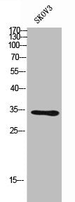 NCR1 Antibody