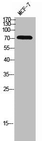 EMR2 Antibody
