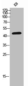 PVR Antibody