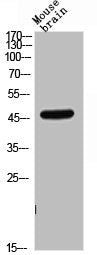 CD209 Antibody