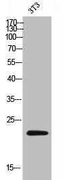 CD300LD Antibody