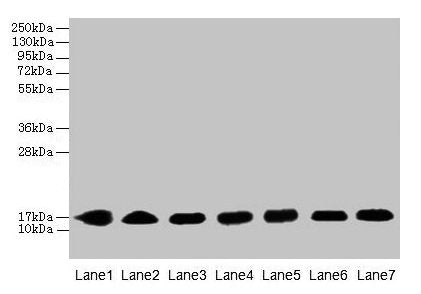 CYB5B Antibody