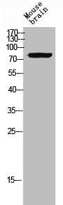 NRG3 Antibody