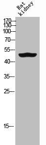 GDF6 Antibody