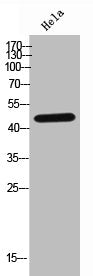 GDF7 Antibody