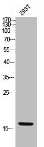 EPGN Antibody