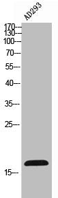 FUNDC1 Antibody