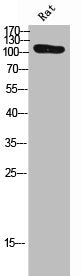 Phospho-ATP1A1 (S23) Antibody