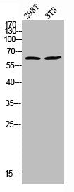 Phospho-TH (S8) Antibody