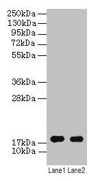 ATP5F1D Antibody